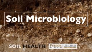 Soil Basics Soil Microbiology [upl. by Jessabell]