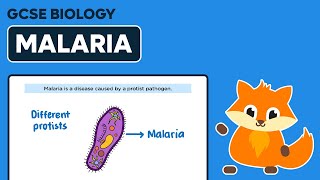 Malaria  Protist Diseases  GCSE Biology [upl. by Nahamas]