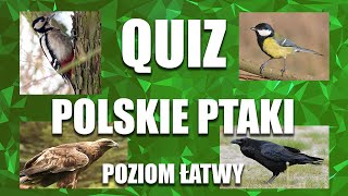 Ptaki Polski  Quiz rozpoznawanie ptaków poziom łatwy [upl. by Engedus905]