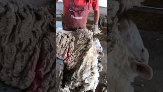 Lot of wool after shearing a sheep [upl. by Lareena137]