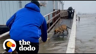 Football Players Rescue Mom And Puppies Left Behind During A Storm  The Dodo [upl. by Yelnoc383]