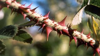 BEWARE OF THORNS Unexpected BLESSING BLOCKERS That Could RUIN You [upl. by Lejeune]