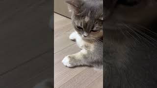 Cute kittens  anak kucing lucucute kitten catlover [upl. by Popele]