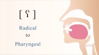 ʕ  voiced radical pharyngeal non sibilant fricative [upl. by Akena]