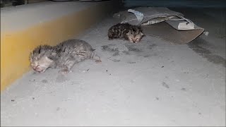 Rescuing 1 old day newborn abandoned kittens  Adopted amp Nursed by Foster Mom Cat Coco [upl. by Virgel]