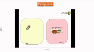 Listeria monocytogenes [upl. by Chastain]