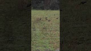 MUITAS AVES AQUÁTICAS APROVEITANDO A CHUVA PARA SE ALIMENTARaves natureza insetos [upl. by Kulseth602]