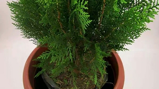 How to grow Thuja  Morpankhi plant in home amp benefits of Tuja plant [upl. by Kauffman]