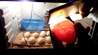 Candling Eggs DAY 12 Chicken Egg Candling Day 121 [upl. by Haroved]