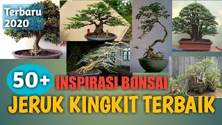 50 Inspirasi Bonsai Jeruk Kingkit Terbaik dan Juara di Kelasnya [upl. by Survance156]