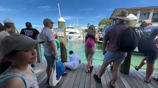 Key West LIVE from Schooner Wharf [upl. by Nois399]