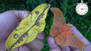 Watch a RARE MOTH LIFECYCLE in 60 SECONDS Copaxa parvohidalgensis [upl. by Ahsytal6]