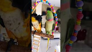 pamflet parrot nimfa birds ninfa pets funny parrotanafi papagal animals anime art asmr [upl. by Nyram]