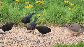 Brownheaded Cowbirds amp Doves Eating Together [upl. by Dranyar896]