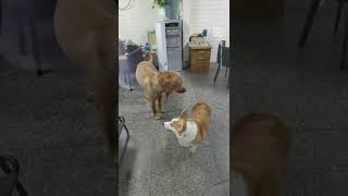 Corgi amp Golden Retriever Show Theyre All Bark amp No Bite [upl. by Auburn]