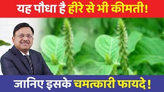 दवाइयाँ भी बेअसर इस चमत्कारी पौधे के आगे  Benefits of Apamarg chirchita  Dr Bimal  SAAOL [upl. by Besse201]