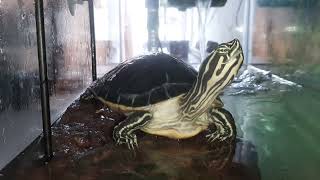 My pet turtle basking on his rock turtles turtle yellowbellyslider [upl. by Clim407]