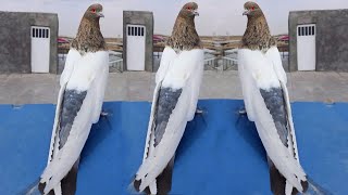 World unique amazing pigeons video  Fancy pigeon breeds  Kabootar ki video  Kabutar kabutar [upl. by Dianuj285]