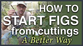 Propagate Figs From Cuttings A Better Way [upl. by Asilet]