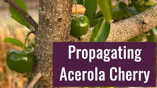 Acerola Cherry Barbados Cherry Propagation [upl. by Neema201]