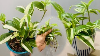 Tradescantia Fluminensis Variegata Green and White  cutting in water [upl. by Hoban]