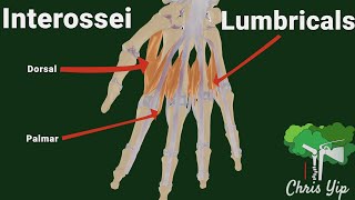 Interossei and Lumbricals of the hand animated [upl. by Andree]