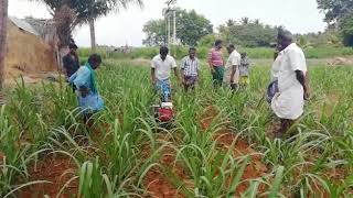 Autofarm Power Weeder PTV55G  Sugarcane Field  9626883388 [upl. by Kip950]