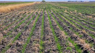 Winter Wheat Update [upl. by Tremain]