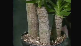 Yucca Plant Indoors Care Tips  Gardenfrontier [upl. by Jessy]