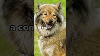 Eurasier breed origin More ↑  dogs eurasier [upl. by Naesyar6]