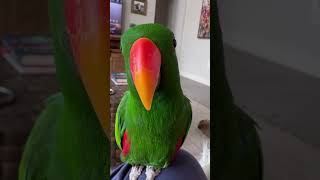 Funny parrot foryou funny parrot pets fyp [upl. by Blankenship253]