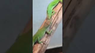 Anoles doing anole things [upl. by Ihsakat]