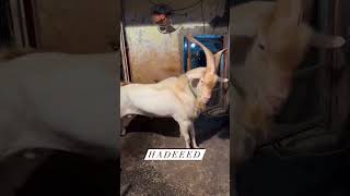 HADEEED saanen goat saanen goat 9167876087 [upl. by Avruch]