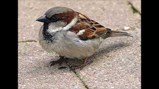 How does House Sparrow Chatter Calls sounds [upl. by Howell]