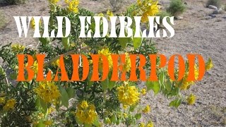 Wild Edible Plants Bladderpod [upl. by Kenley]