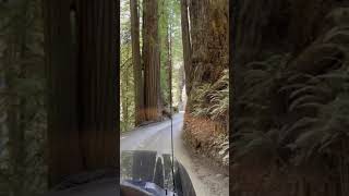 Driving through Redwoods Howland Hill Road [upl. by Arama]