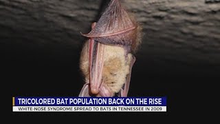 Tricolored bat population is back on the rise in Tennessee [upl. by Alveta771]