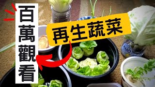 【不用種子直接種的菜】詳細介紹菜生菜  再生蔬菜  再生經驗分享  不用種子的蔬菜  不用種子的蔬菜  超市買來就種  以菜種菜  百萬觀看 [upl. by Roberta]