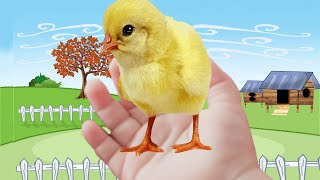 Meu PINTINHO Amarelinho 🐥 Música infantil  My little yellow chick  Nursery Rhymes  Song for kids [upl. by Croydon]