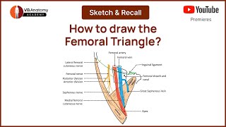 How to draw the Femoral Triangle A Comprehensive Guide DrawAnatomy [upl. by Nibas]