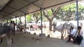 Cattle Market in India [upl. by Anilasor843]