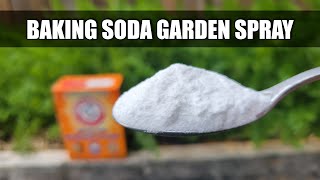 Baking Soda Pesticide and Fungicide Spray [upl. by Susanne]