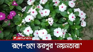 শুধু রূপেই নয় ঔষধি গুণেও ভরপুর যে ফুল  Nayantara Flower  Jamuna TV [upl. by Lekkim]