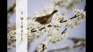 Reiki Healing Music with 24 x 3 minute Tibetan Bell Timer  YIN YOGA TIMER [upl. by Jordanna252]