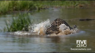 Jaguar Drowns Crocodile in Brazil [upl. by Gabe652]