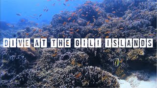 Scuba Dive at Gili Islands [upl. by Alimat]