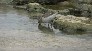 ハマシギ（シギ科）Calidris alpina 2023年11月 沖縄本島 [upl. by Scammon952]