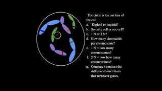 What are Diploid and Haploid Cells and How to Solve Haploid and Diploid Problems for Bio Classes [upl. by Einhapets]