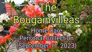 Update of Bougainvilleas Home Care Personal Collection September 11 2023 [upl. by Bosch]