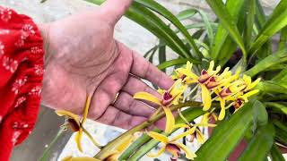 About Cymbidium Aloifolium Wild Orchid [upl. by Olotrab]